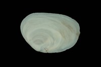 藏品(扁舟螺)的圖片